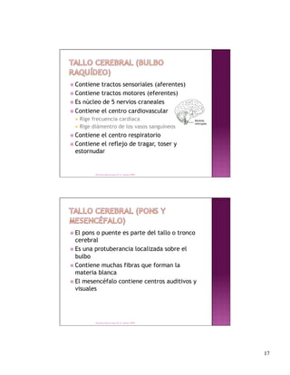  Contiene tractos sensoriales (aferentes)
 Contiene tractos motores (eferentes)
 Es núcleo de 5 nervios craneales

 Contiene el centro cardiovascular
    Rige frecuencia cardiaca
    Rige diámentro de los vasos sanguíneos

 Contiene el centro respiratorio
 Contiene el reflejo de tragar, toser y
  estornudar


            Derechos Reservados Dr. E. Alonso 2008




 El pons o puente es parte del tallo o tronco
  cerebral
 Es una protuberancia localizada sobre el
  bulbo
 Contiene muchas fibras que forman la
  materia blanca
 El mesencéfalo contiene centros auditivos y
  visuales




            Derechos Reservados Dr. E. Alonso 2008




                                                      17
 
