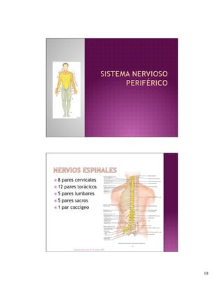  8 pares cervicales
 12 pares torácicos
 5 pares lumbares

 5 pares sacros
 1 par coccígeo




         Derechos Reservados Dr. E. Alonso 2008




                                                   18
 