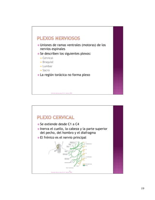  Uniones  de ramas ventrales (motoras) de los
  nervios espinales
 Se describen los siguientes plexos:
    Cervical
    Braquial
    Lumbar
    Sacro

 La   región torácica no forma plexo




             Derechos Reservados Dr. E. Alonso 2008




 Se  extiende desde C1 a C4
 Inerva el cuello, la cabeza y la parte superior
  del pecho, del hombro y el diafragma
 El frénico es el nervio principal




             Derechos Reservados Dr. E. Alonso 2008




                                                       19
 