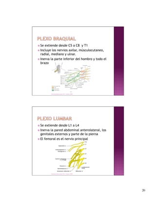  Se extiende desde C5 a C8 y T1
 Incluye los nervios axilar, músculocutaneo,
  radial, mediano y ulnar.
 Inerva la parte inferior del hombro y todo el
  brazo




         Derechos Reservados Dr. E. Alonso 2008




 Se  extiende desde L1 a L4
 Inerva la pared abdominal anterolateral, los
  genitales externos y parte de la pierna
 El femoral es el nervio principal




         Derechos Reservados Dr. E. Alonso 2008




                                                   20
 