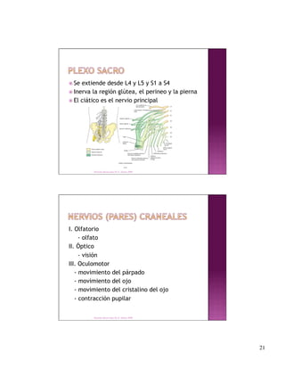  Se extiende desde L4 y L5 y S1 a S4
 Inerva la región glútea, el perineo y la pierna
 El ciático es el nervio principal




         Derechos Reservados Dr. E. Alonso 2008




I. Olfatorio
     - olfato
II. Óptico
     - visión
III. Oculomotor
   - movimiento del párpado
   - movimiento del ojo
   - movimiento del cristalino del ojo
   - contracción pupilar


         Derechos Reservados Dr. E. Alonso 2008




                                                    21
 