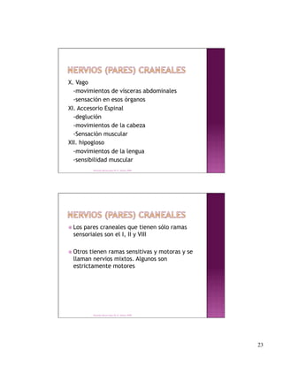 X. Vago
  -movimientos de vísceras abdominales
  -sensación en esos órganos
XI. Accesorio Espinal
  -deglución
  -movimientos de la cabeza
  -Sensación muscular
XII. hipogloso
  -movimientos de la lengua
  -sensibilidad muscular
          Derechos Reservados Dr. E. Alonso 2008




 Lospares craneales que tienen sólo ramas
 sensoriales son el I, II y VIII

 Otrostienen ramas sensitivas y motoras y se
 llaman nervios mixtos. Algunos son
 estrictamente motores




          Derechos Reservados Dr. E. Alonso 2008




                                                    23
 
