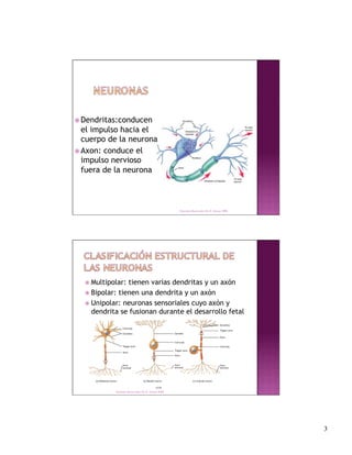  Dendritas:conducen
  el impulso hacia el
  cuerpo de la neurona
 Axon: conduce el
  impulso nervioso
  fuera de la neurona



                                                     Derechos Reservados Dr. E. Alonso 2008




   Multipolar: tienen varias dendritas y un axón
   Bipolar: tienen una dendrita y un axón
   Unipolar: neuronas sensoriales cuyo axón y
    dendrita se fusionan durante el desarrollo fetal




           Derechos Reservados Dr. E. Alonso 2008




                                                                                               3
 