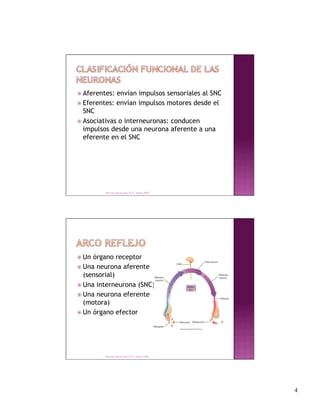  Aferentes: envían impulsos sensoriales al SNC
 Eferentes: envían impulsos motores desde el
  SNC
 Asociativas o interneuronas: conducen
  impulsos desde una neurona aferente a una
  eferente en el SNC




         Derechos Reservados Dr. E. Alonso 2008




 Un órgano receptor
 Una neurona aferente
  (sensorial)
 Una interneurona (SNC)
 Una neurona eferente
  (motora)
 Un órgano efector




         Derechos Reservados Dr. E. Alonso 2008




                                                   4
 