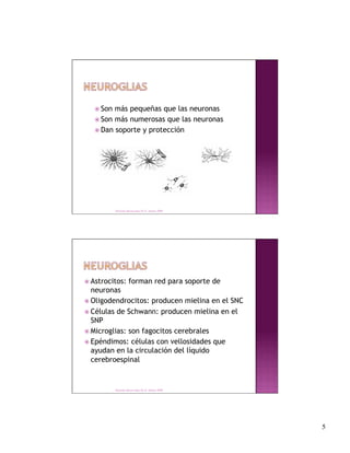  Son más pequeñas que las neuronas
    Son más numerosas que las neuronas
    Dan soporte y protección




           Derechos Reservados Dr. E. Alonso 2008




 Astrocitos:        forman red para soporte de
  neuronas
 Oligodendrocitos: producen mielina en el SNC

 Células de Schwann: producen mielina en el
  SNP
 Microglias: son fagocitos cerebrales
 Epéndimos: células con vellosidades que
  ayudan en la circulación del líquido
  cerebroespinal


           Derechos Reservados Dr. E. Alonso 2008




                                                     5
 