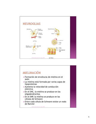 Derechos Reservados Dr. E. Alonso 2008




 Formación      de envolturas de mielina en el
  axón
 La mielina está formada por varias capas de
  lipoproteinas
 Aumenta la velocidad de conducción
  eléctrica
 En el SNC, la mielina se produce en los
  oligodendrocitos
 En el SNP, la mielina se produce en las
  células de Schwann
 Entre cada célula de Schwann existe un nodo
  de Ranvier
        Derechos Reservados Dr. E. Alonso 2008




                                                  6
 