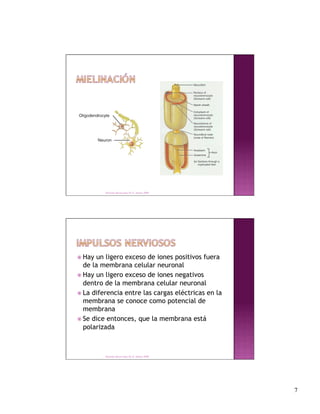Derechos Reservados Dr. E. Alonso 2008




 Hay un ligero exceso de iones positivos fuera
  de la membrana celular neuronal
 Hay un ligero exceso de iones negativos
  dentro de la membrana celular neuronal
 La diferencia entre las cargas eléctricas en la
  membrana se conoce como potencial de
  membrana
 Se dice entonces, que la membrana está
  polarizada



         Derechos Reservados Dr. E. Alonso 2008




                                                    7
 