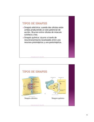  Sinapsis eléctrica: cuando dos células están
  unidas produciendo un solo potencial de
  acción. Ocurren entre células de músculo
  cardiaco y liso.
 Sinapsis química: ocurre a través de
  neurotransmisores localizados entre una
  neurona presináptica y una postsináptica.




           Derechos Reservados Dr. E. Alonso 2008




  Sinapsis eléctrica                                 Sinapsis química


           Derechos Reservados Dr. E. Alonso 2008




                                                                         9
 
