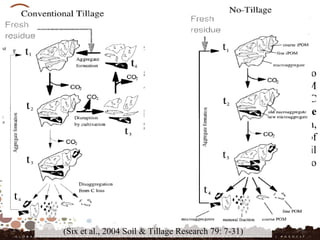 There is an increasing effort to support sustainable SOM management
aimed to counteract the decrease of SOC
The current conceptual models of SOC accumulation, are inclined to
support the major role of physical protection mechanisms on SOM
stabilization. Therefore the management techniques for SOC
sequestration, rely on the application of minimum or no tillage
intervention (conservation agriculture), coupled with crop rotation,
green manure and mulching treatments, that imply the slacken of
aggregate dynamics, the incorporation of fresh OM in undisturbed soil
aggregates with a decrease of OC losses through lower exposition to
microbial decomposition
(Six et al., 2004 Soil & Tillage Research 79: 7-31)
 