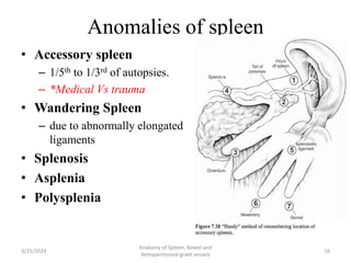 8 Spleen bowl and RP vesselsjjjjjjj.pptx