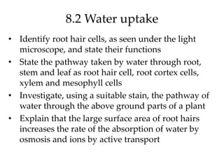 8.2 Water uptake
• Identify root hair cells, as seen under the light
microscope, and state their functions
• State the pathway taken by water through root,
stem and leaf as root hair cell, root cortex cells,
xylem and mesophyll cells
• Investigate, using a suitable stain, the pathway of
water through the above ground parts of a plant
• Explain that the large surface area of root hairs
increases the rate of the absorption of water by
osmosis and ions by active transport
 