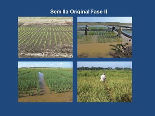 Semilla Original Fase II
 