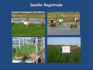 Semilla Registrada
 