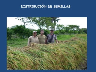 DISTRIBUCIÓN DE SEMILLAS
 