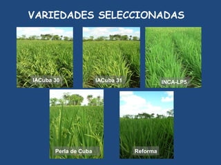 SEMIFOR:UN PROYECTO PARA EL FORTALECIMIENTO DEL SISTEMA DE PRODUCCIÓN DE SEMILLAS CERTIFICADAS PARA EL ARROZ POPULAR EN CUBA”