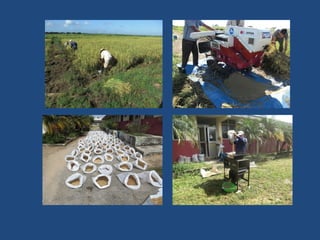 SEMIFOR:UN PROYECTO PARA EL FORTALECIMIENTO DEL SISTEMA DE PRODUCCIÓN DE SEMILLAS CERTIFICADAS PARA EL ARROZ POPULAR EN CUBA”