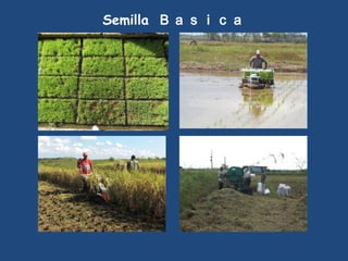 SEMIFOR:UN PROYECTO PARA EL FORTALECIMIENTO DEL SISTEMA DE PRODUCCIÓN DE SEMILLAS CERTIFICADAS PARA EL ARROZ POPULAR EN CUBA”
