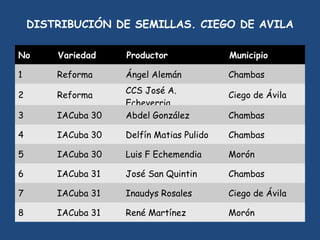 SEMIFOR:UN PROYECTO PARA EL FORTALECIMIENTO DEL SISTEMA DE PRODUCCIÓN DE SEMILLAS CERTIFICADAS PARA EL ARROZ POPULAR EN CUBA”