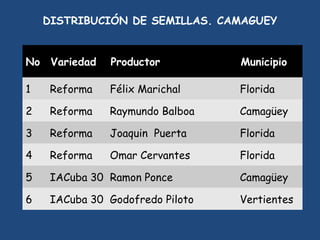 SEMIFOR:UN PROYECTO PARA EL FORTALECIMIENTO DEL SISTEMA DE PRODUCCIÓN DE SEMILLAS CERTIFICADAS PARA EL ARROZ POPULAR EN CUBA”