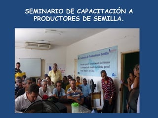 SEMIFOR:UN PROYECTO PARA EL FORTALECIMIENTO DEL SISTEMA DE PRODUCCIÓN DE SEMILLAS CERTIFICADAS PARA EL ARROZ POPULAR EN CUBA”