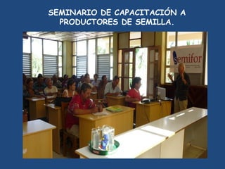 SEMIFOR:UN PROYECTO PARA EL FORTALECIMIENTO DEL SISTEMA DE PRODUCCIÓN DE SEMILLAS CERTIFICADAS PARA EL ARROZ POPULAR EN CUBA”