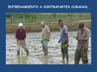 SEMIFOR:UN PROYECTO PARA EL FORTALECIMIENTO DEL SISTEMA DE PRODUCCIÓN DE SEMILLAS CERTIFICADAS PARA EL ARROZ POPULAR EN CUBA”