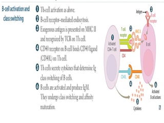 Activation of 8 T and B cell activation.pptx