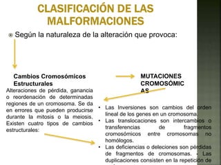  Según la naturaleza de la alteración que provoca:
Cambios Cromosómicos
Estructurales
MUTACIONES
CROMOSÓMIC
ASAlteraciones de pérdida, ganancia
o reordenación de determinadas
regiones de un cromosoma. Se da
en errores que pueden producirse
durante la mitosis o la meiosis.
Existen cuatro tipos de cambios
estructurales:
• Las Inversiones son cambios del orden
lineal de los genes en un cromosoma.
• Las translocaciones son intercambios o
transferencias de fragmentos
cromosómicos entre cromosomas no
homólogos.
• Las deficiencias o deleciones son pérdidas
de fragmentos de cromosomas. - Las
duplicaciones consisten en la repetición de
 