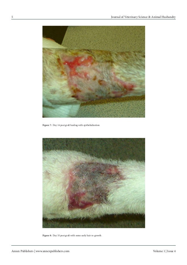 Surgical woundmanagementindogsusinganimprovedstablechlorined…