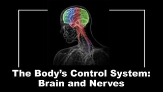 The Body’s Control System:
Brain and Nerves
 