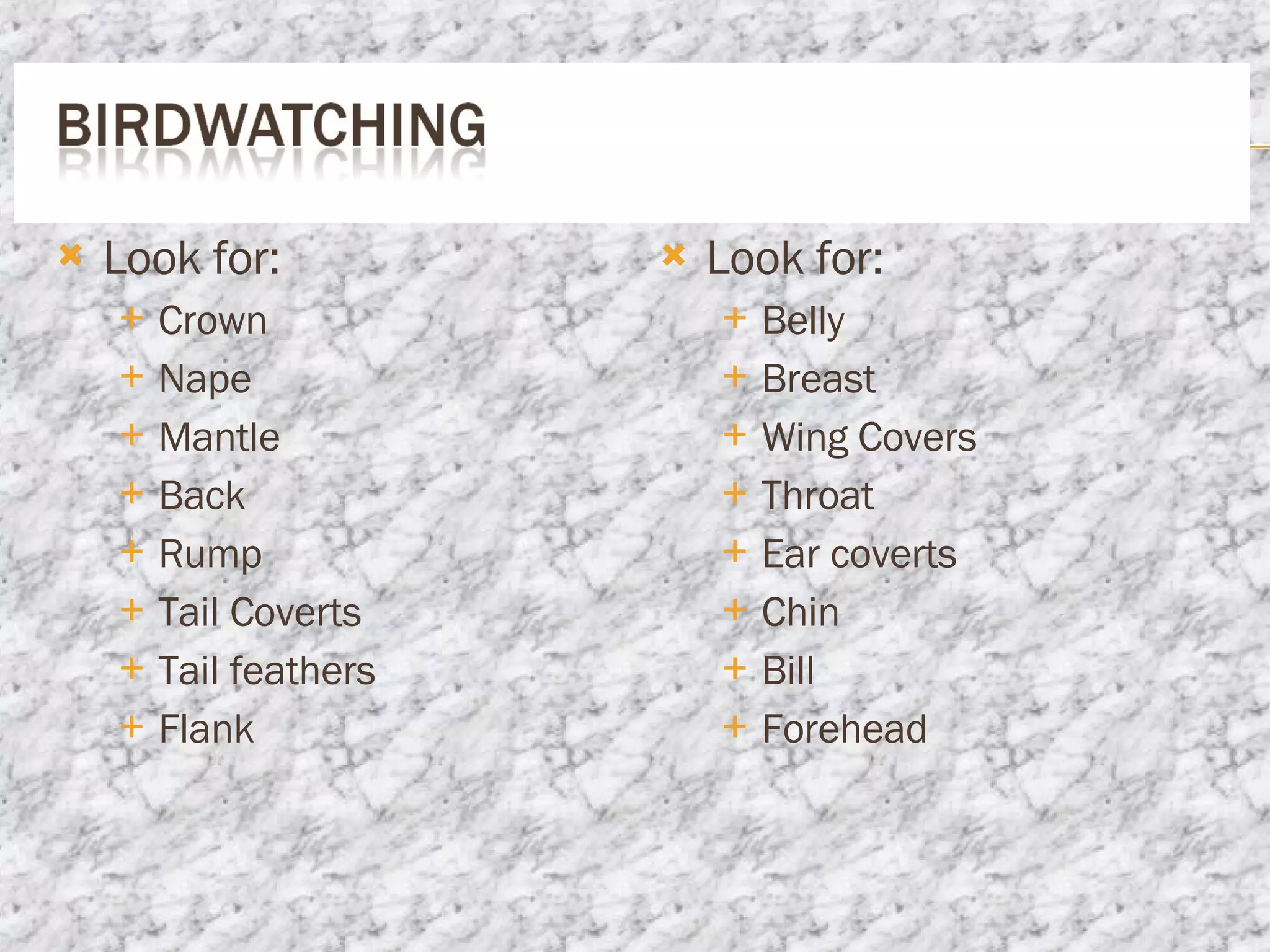 Look for: Crown Nape Mantle Back Rump Tail Coverts Tail feathers Flank Look for: Belly Breast Wing Covers Throat Ear coverts Chin Bill Forehead 