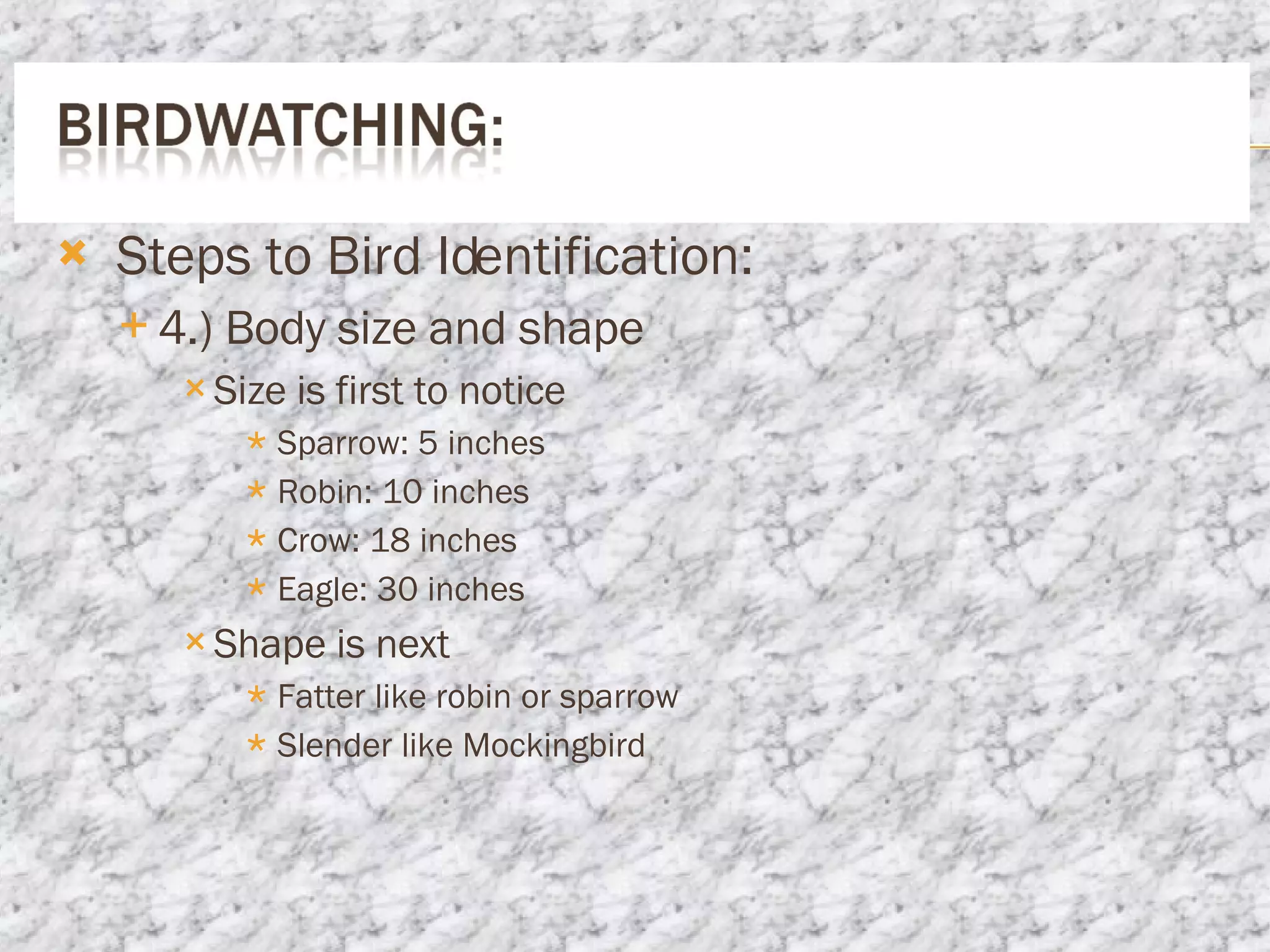 Steps to Bird Identification: 4.) Body size and shape Size is first to notice Sparrow: 5 inches Robin: 10 inches Crow: 18 inches Eagle: 30 inches Shape is next Fatter like robin or sparrow Slender like Mockingbird 