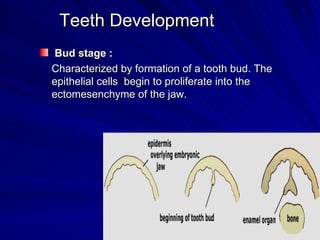Teeth Development ,[object Object],[object Object]