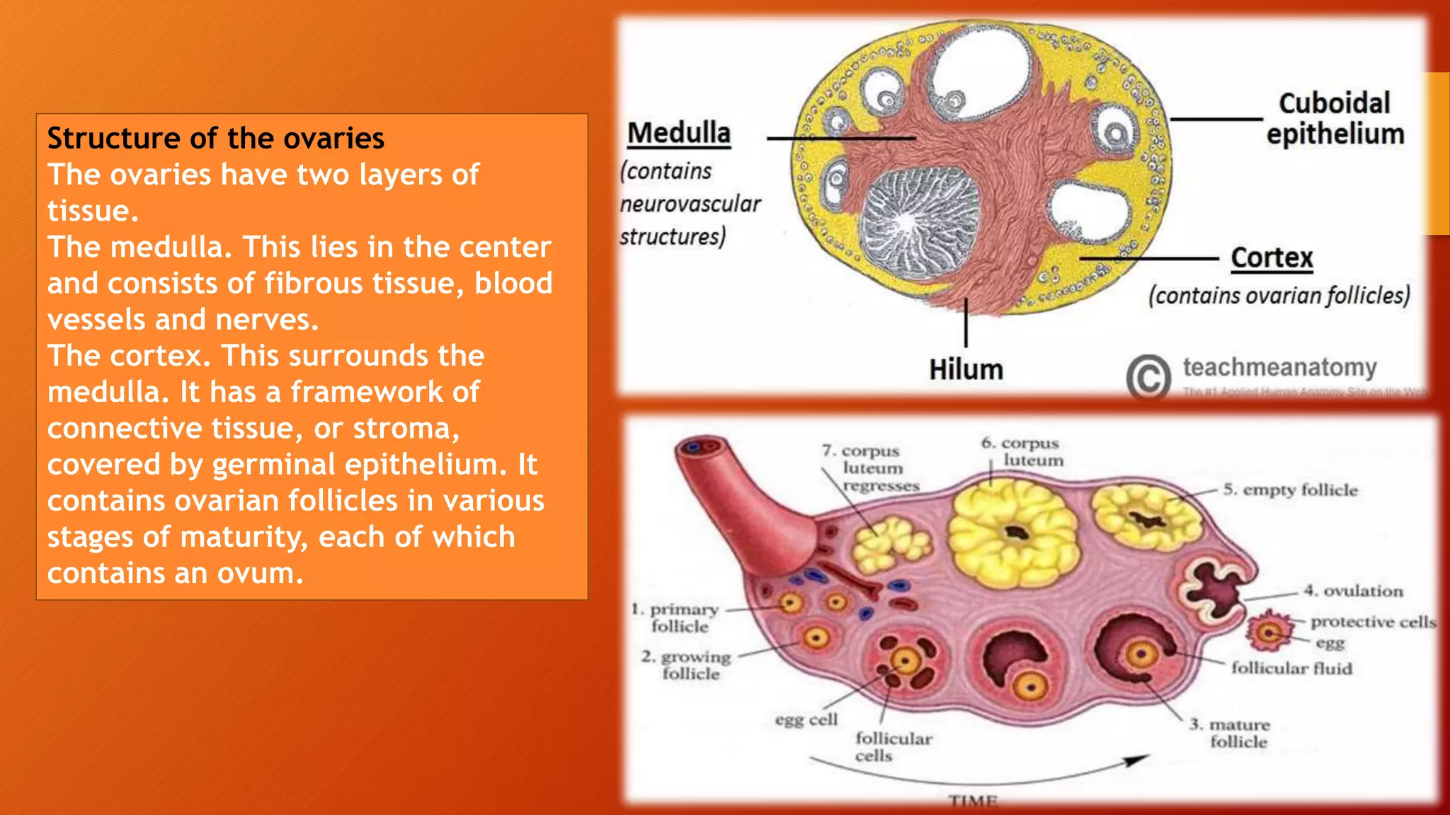 Structure of the ovaries
The ovaries have two layers of
tissue.
The medulla. This lies in the center
and consists of fibrous tissue, blood
vessels and nerves.
The cortex. This surrounds the
medulla. It has a framework of
connective tissue, or stroma,
covered by germinal epithelium. It
contains ovarian follicles in various
stages of maturity, each of which
contains an ovum.
 