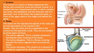 The Genitourinary System.ppsx