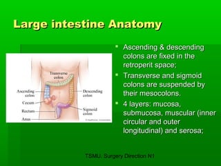 large intestine | PPT