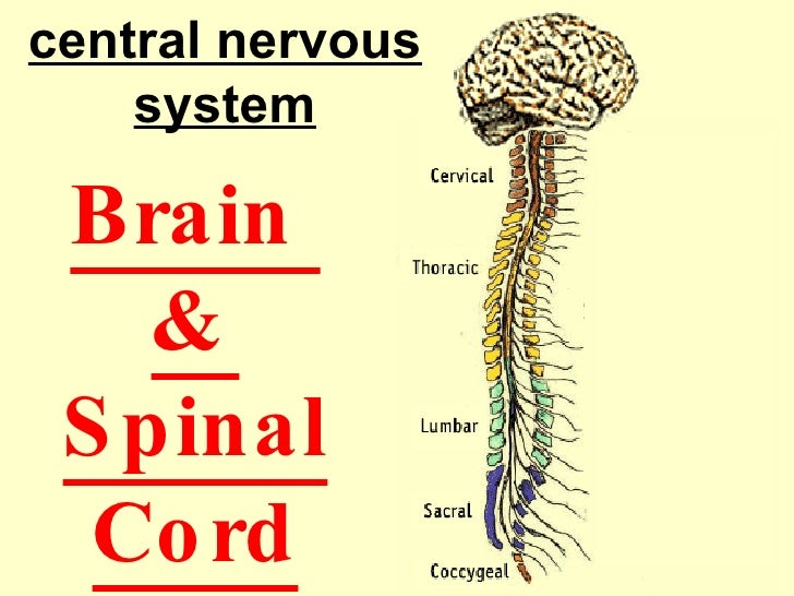 8th grade ch. 6 sec. 2 divisions of the nervous system