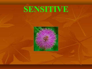 SENSITIVE
 