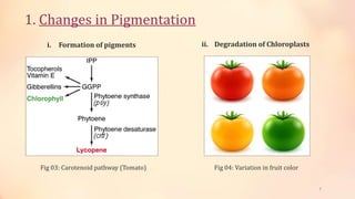Fruit Ripening | PPTX