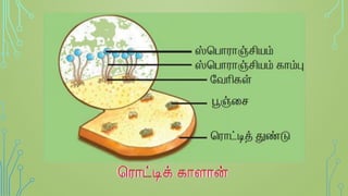 Tamil Nadu State - 8th std science micro-organism (bacteria & virus