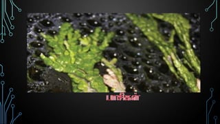 Tamil Nadu State - 8th std science micro-organism (bacteria & virus