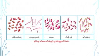 Tamil Nadu State - 8th std science micro-organism (bacteria & virus