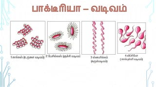 Tamil Nadu State - 8th std science micro-organism (bacteria & virus