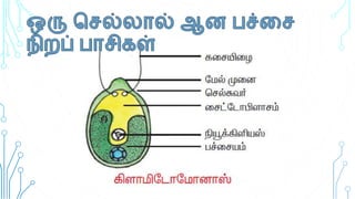 Tamil Nadu State - 8th std science micro-organism (bacteria & virus