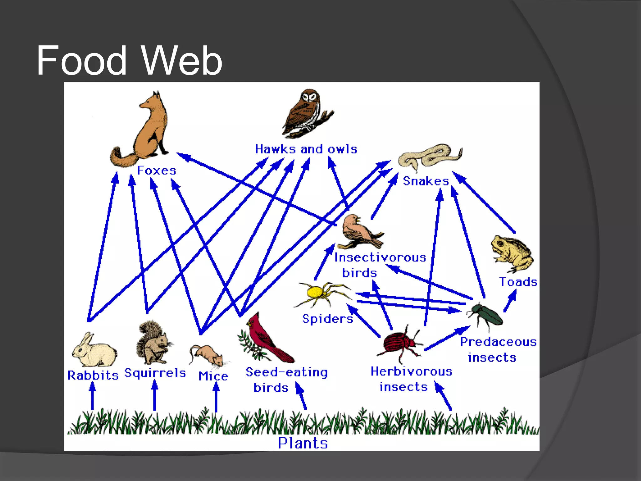 Food Web
 