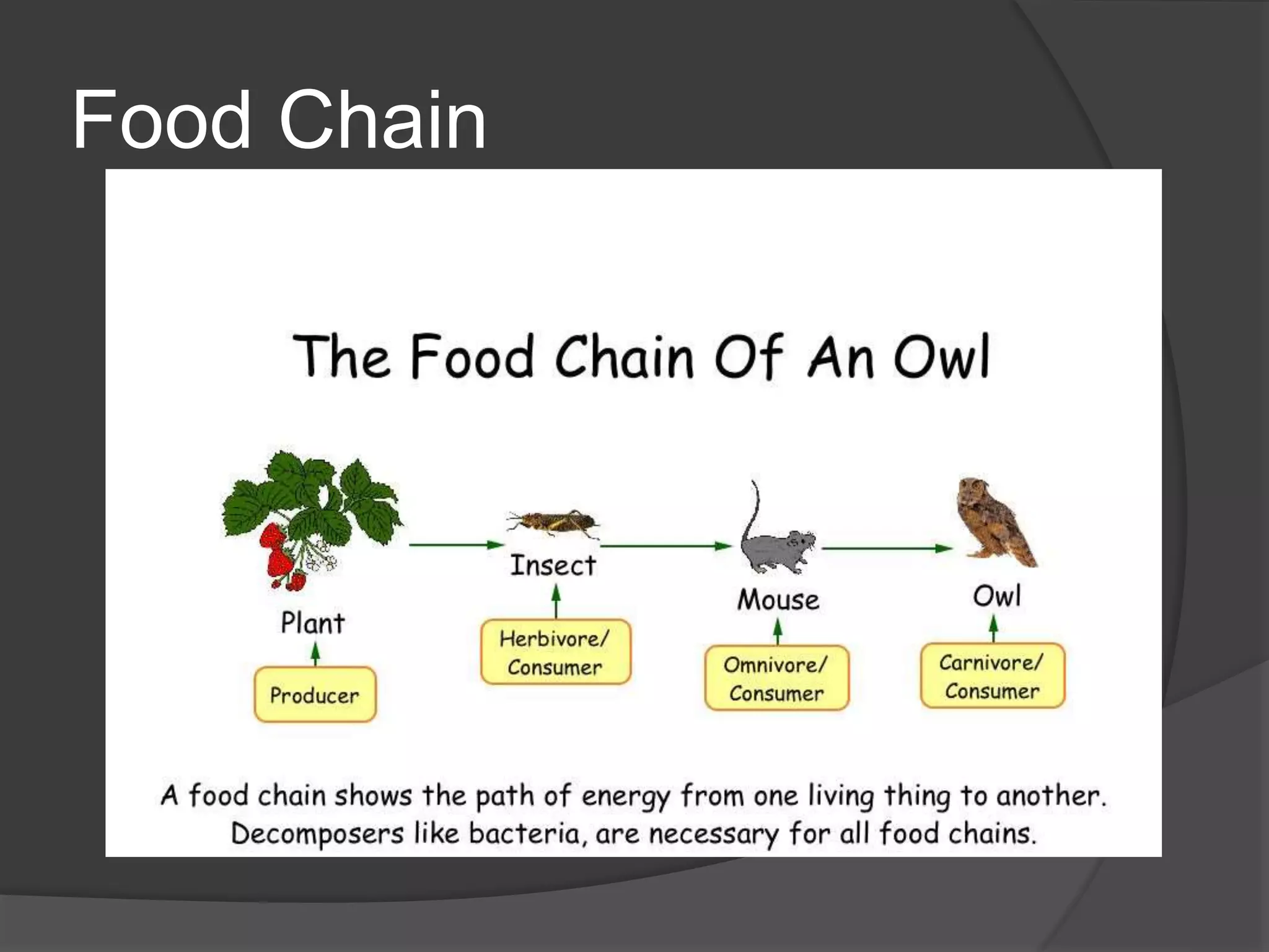 Food Chain
 