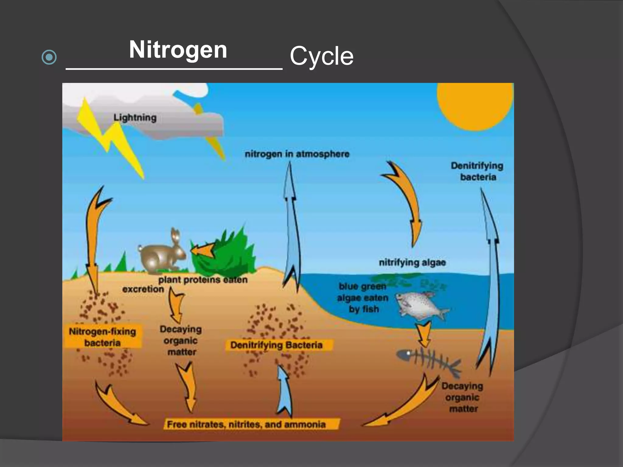  _______________ CycleNitrogen
 