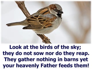Look at the birds of the sky;  they do not sow nor do they reap. They gather nothing in barns yet your heavenly Father feeds them! 
