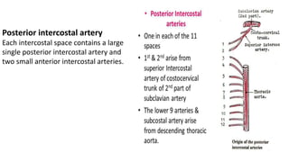 Posterior intercostal artery
Each intercostal space contains a large
single posterior intercostal artery and
two small anterior intercostal arteries.
 