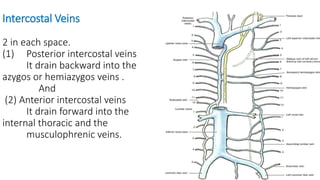 Intercostal Veins
2 in each space.
(1) Posterior intercostal veins
It drain backward into the
azygos or hemiazygos veins .
And
(2) Anterior intercostal veins
It drain forward into the
internal thoracic and the
musculophrenic veins.
 